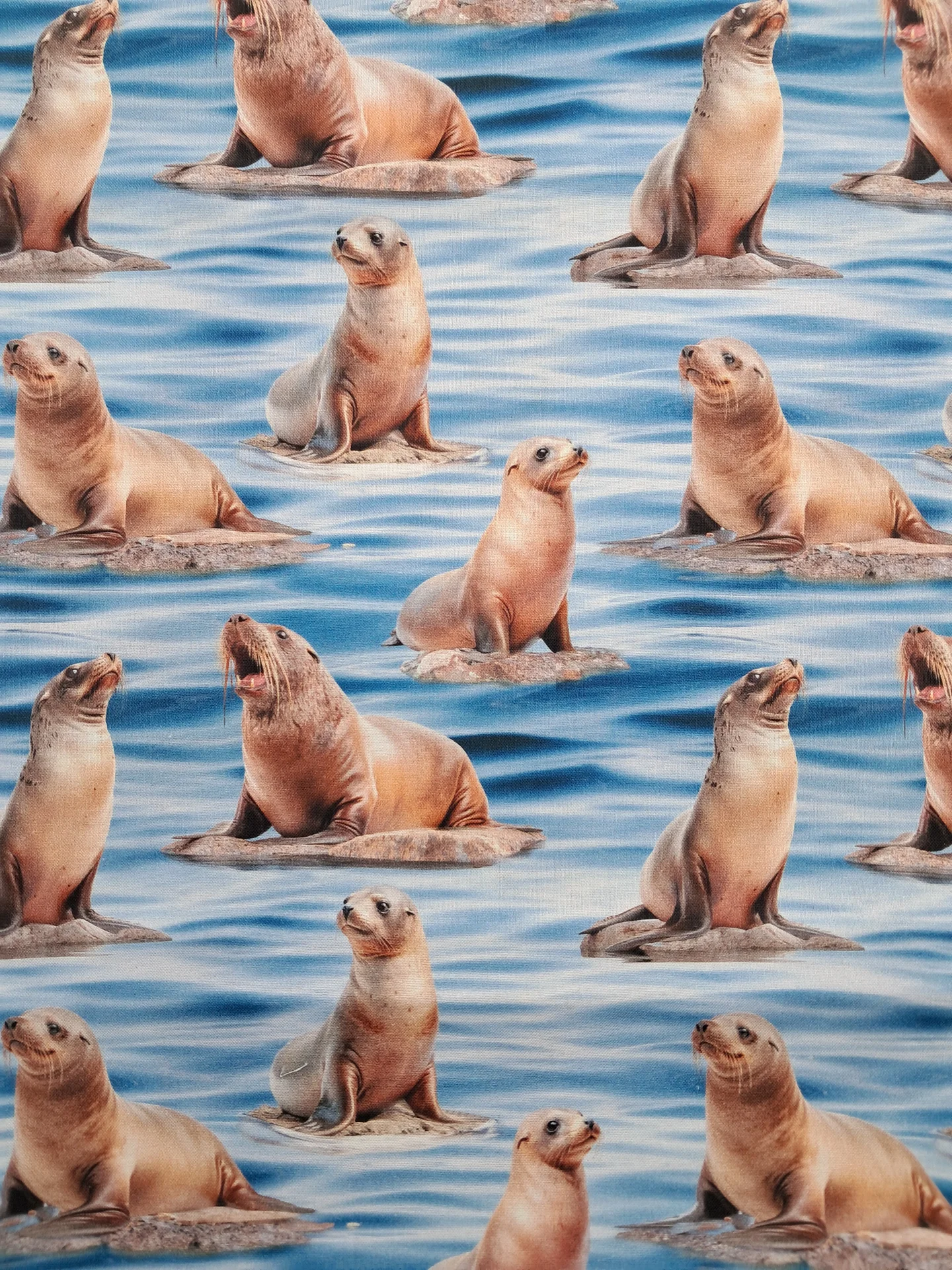 Animals 79400 114 Seals