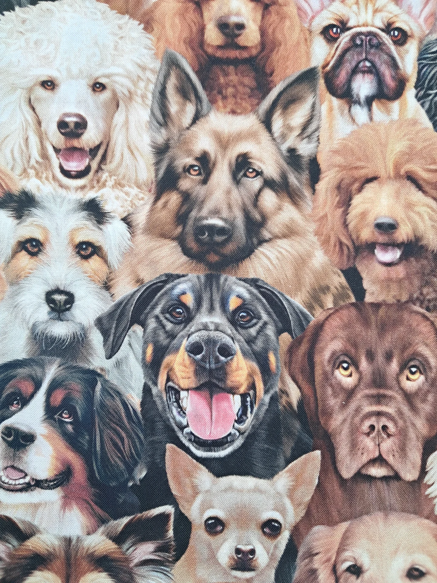 Animals Packing Dogs Portait Natural