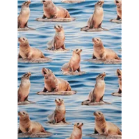 Animals 79400 114 Seals
