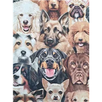 Animals Packing Dogs Portait Natural